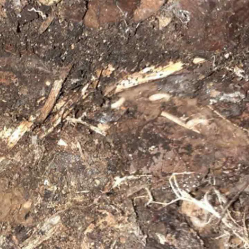 termite-la-couronne-martigues