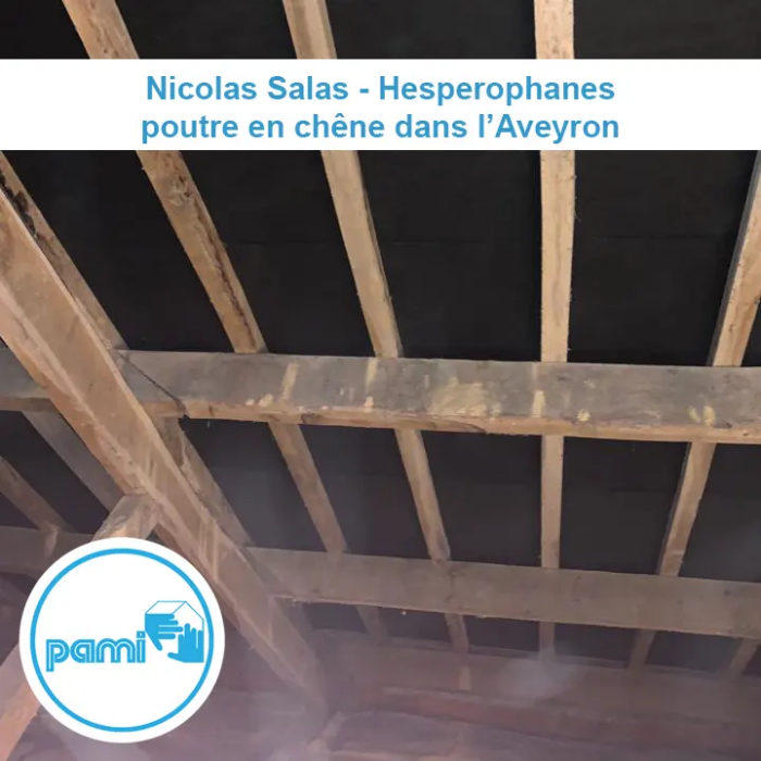 Traitement charpente contre les hesperophanes