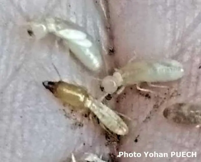 Termite strouvés sur le Cantal par Yohann PUECH