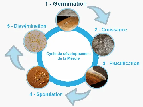 traitement mérule pami - Cycle de développement de la mérule