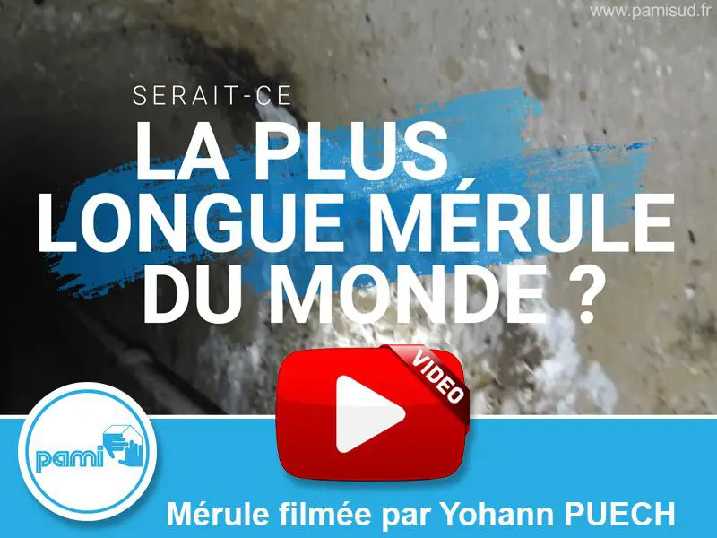 Serait- ce la plus longue mérule du monde?