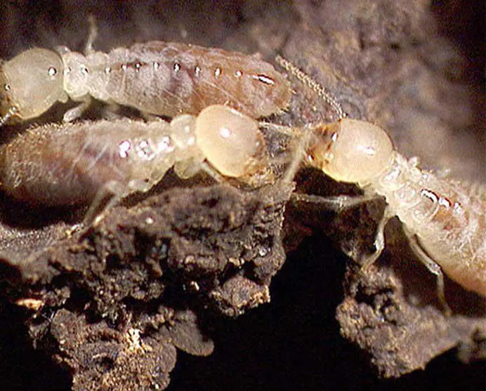 traitemet termites Montluçon, Vichy, Moulins, Cusset, Yzeure… Allier (03)