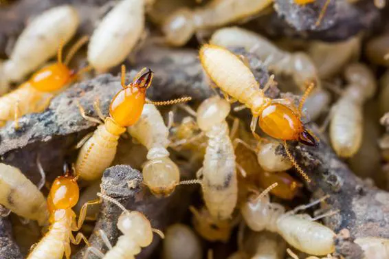 Traitement bois - Termites - Désinsectisation - Désinfection