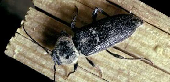 capricorne insecte à larves xylophages traitement bois Pamiers, Foix, Lavelanet, Traitement charpente