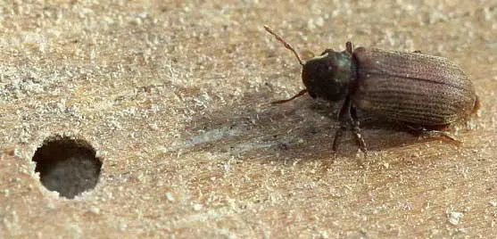 petite vrillette traitement charpente contre les insectes à larves xylophages