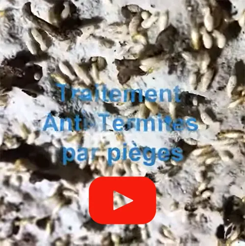 traitement termites par piège pami